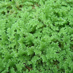 Buy Azolla seeds 1kg