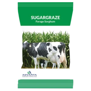 Sugargraze Forage Sorghum (Advanta)