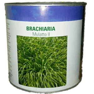 Brachiaria Mulato II