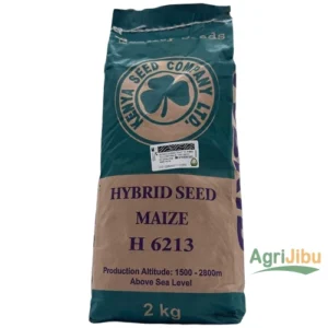 Hybrid Maize Seeds H 613 2kg – Kenya Seed