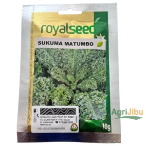 RoyaL Seed Sukuma Matumbo Curly Kale