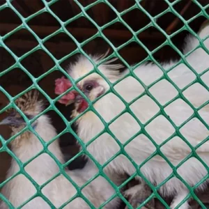 Plastic Poultry Mesh